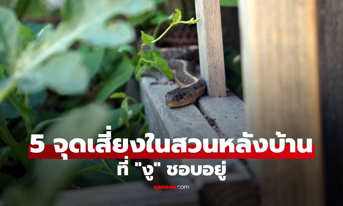 5 จุดเสี่ยงในสวนหลังบ้านที่ "งู" ชอบอยู่ พร้อมวิธีลดความเสี่ยงก่อนเกิดอันตราย!