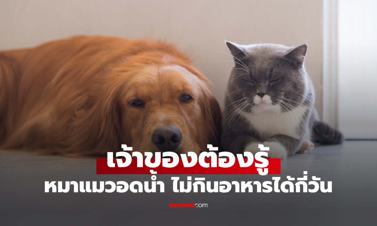 หมา-แมว อดน้ำและอาหาร ได้นานสุดกี่วัน ก่อนถึงจุดอันตรายถึงชีวิต