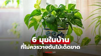6 มุมในบ้านที่ไม่ควรวางต้นไม้เด็ดขาด ทำต้นไม้เหี่ยวเฉา ตายไว!