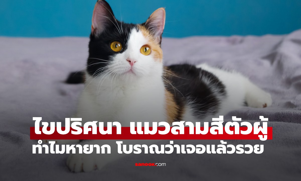 ไขปริศนา "แมวสามสีตัวผู้" ทำไมหายาก โบราณเชื่อเจอแล้วรวย ลอตเตอรี่ที่มีชีวิต!