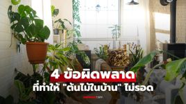4 ข้อผิดพลาดในการปลูกต้นไม้ในบ้าน ทำต้นไม้ "ตาย" แบบไม่รู้ตัว