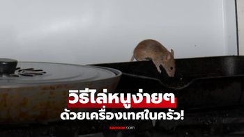 เครื่องเทศในครัวที่ "หนู" กลัวที่สุด วางรอบบ้าน หายเกลี้ยงแน่นอน!