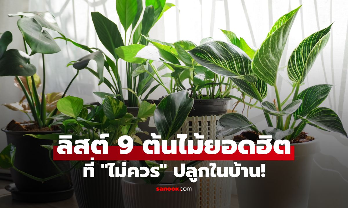 9 ต้นไม้ยอดฮิตที่ "ไม่ควร" ปลูกในบ้าน ถ้าไม่อยากเจอปัญหาไม่รู้จบ!