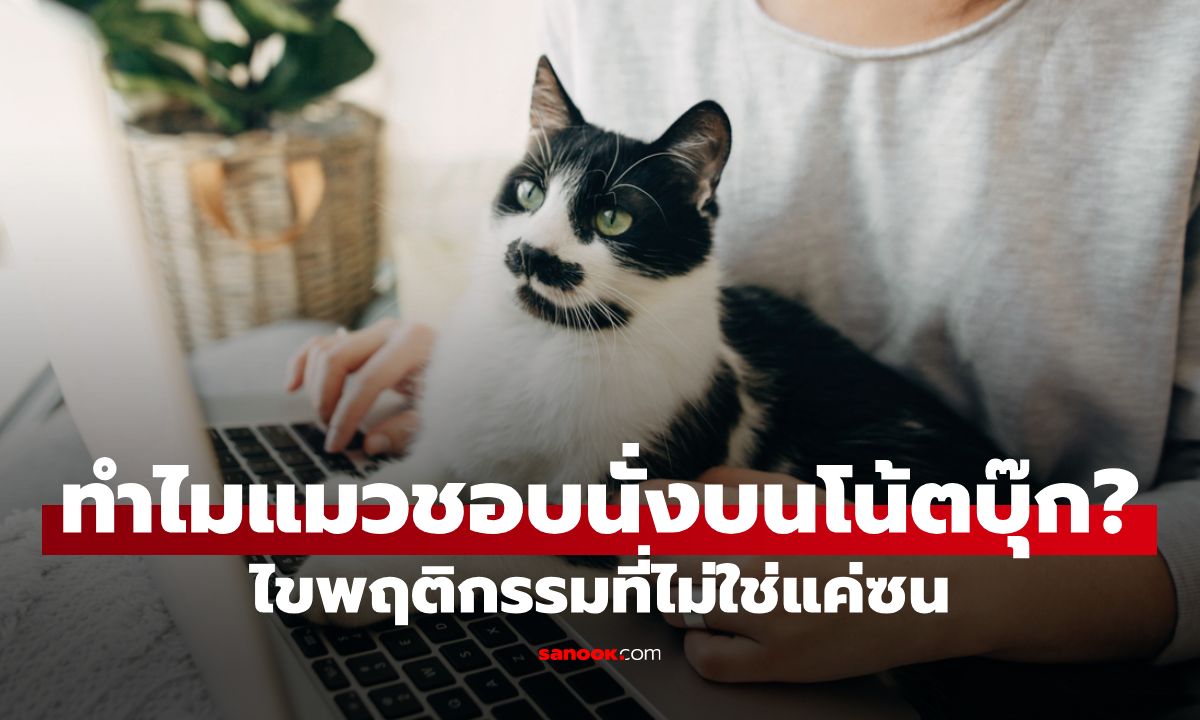 ทำไมแมวชอบนั่งบนโน้ตบุ๊ก? ไขพฤติกรรมที่ไม่ใช่แค่ซน แต่มีความหมายซ่อนอยู่