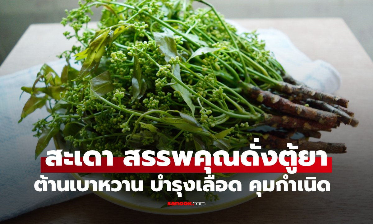 "สะเดา" สรรพคุณดั่งตู้ยา ต้านเบาหวาน บำรุงเลือด คุมกำเนิดแบบธรรมชาติ