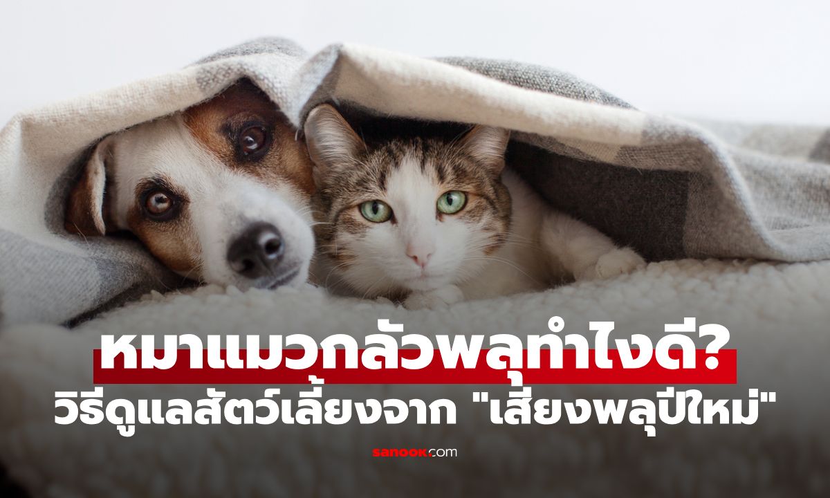 หมาแมวกลัวพลุทำไงดี? วิธีดูแลสัตว์เลี้ยงจาก "เสียงพลุปีใหม่" ให้ปลอดภัยหายห่วง!