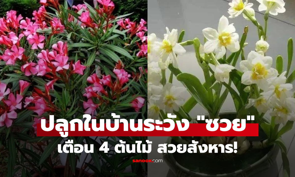 โบราณว่า "อัปมงคล" เตือน 4 ต้นไม้สวยแต่มีพิษ ปลูกในบ้านระวัง "ซวย" ป่วยไม่รู้สาเหตุ!