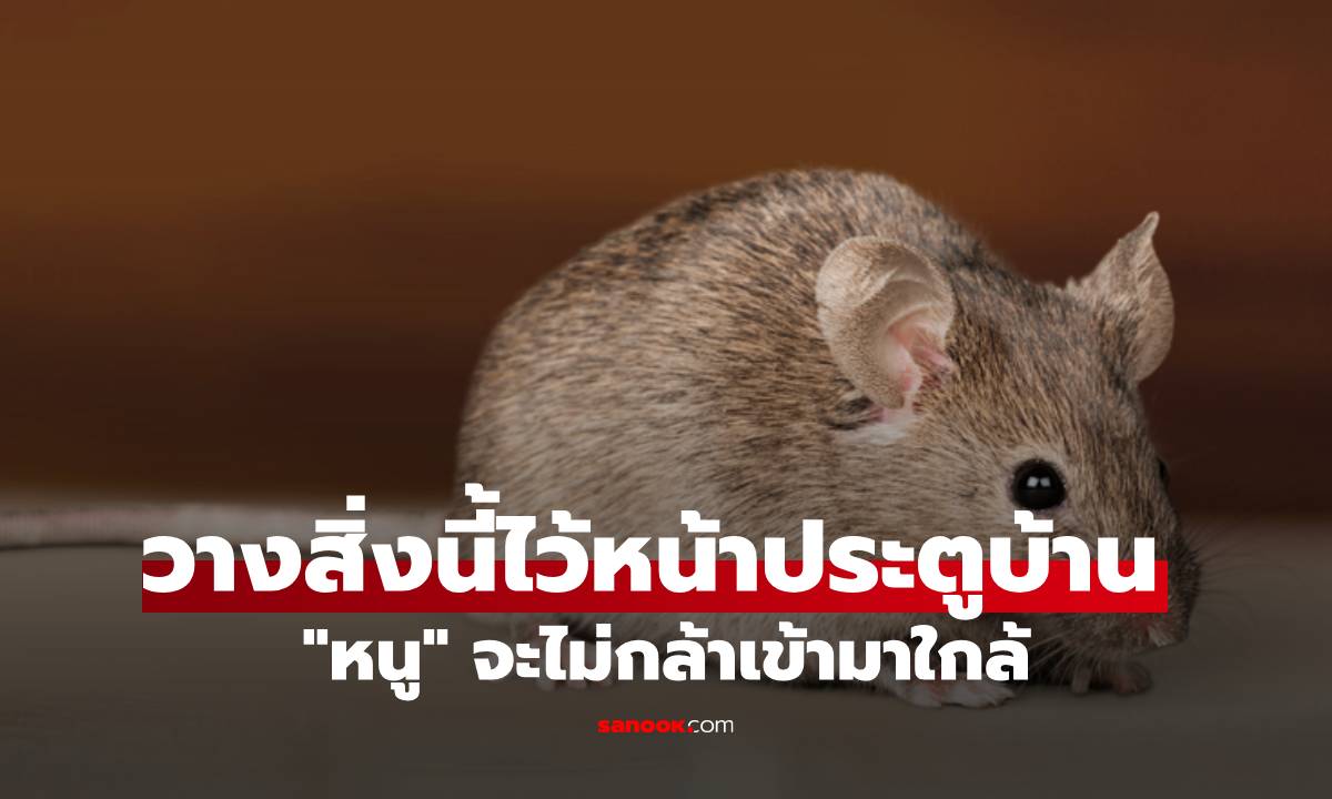 วางสิ่งนี้ไว้หน้าประตูบ้าน "หนู" จะไม่กล้าเข้าใกล้ - วิธีนี้ไม่ใช่กับดัก แต่ได้ผลชะงัด!