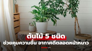 เปิดลิสต์ 5 ต้นไม้ปลูกในบ้าน ช่วยคุมความชื้นให้พอดี แถมอากาศดีตลอดหน้าหนาว