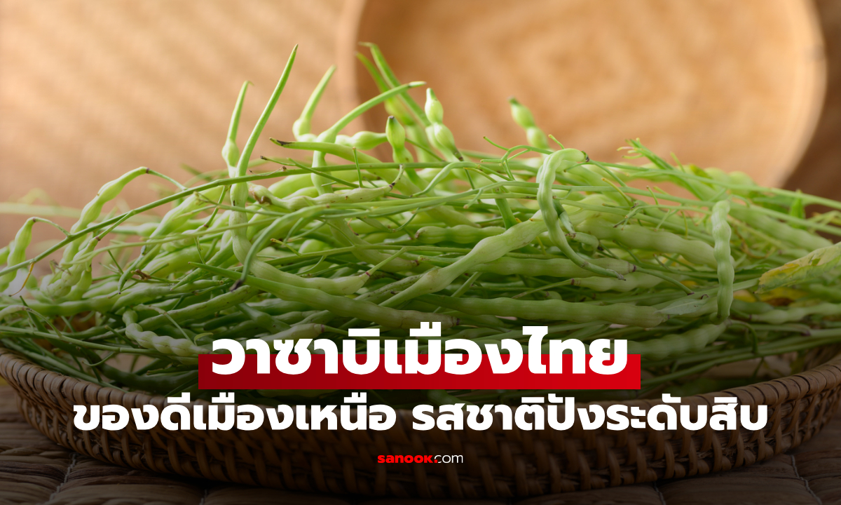 อย่าให้ชื่อหลอกคุณ! ‘ผักขี้หูด’ ของดีเมืองเหนือ ชื่อไม่น่ารัก แต่รสชาติปังระดับสิบ