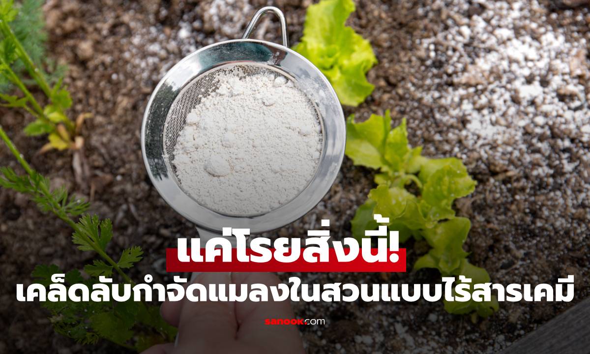 แค่โรยสิ่งนี้! แมลงเกลี้ยงสวนด้วยวิธีธรรมชาติ ปลอดภัยต่อสัตว์เลี้ยง พืชผักงามไร้สารพิษ