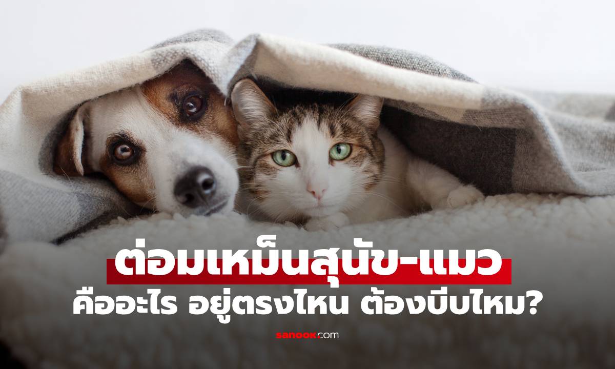 ต่อมเหม็นสุนัข ต่อมเหม็นแมว คืออะไร อยู่ตรงไหน ต้องบีบไหม?