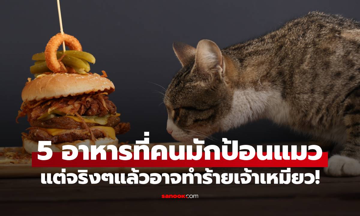 เช็ก 5 อาหารที่คนชอบเผลอให้แมวกิน แต่จริงๆแล้วอาจทำร้ายเจ้าเหมียว!