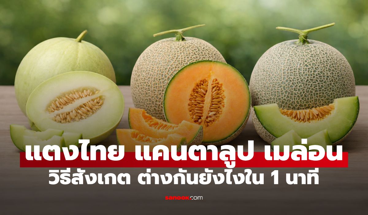 ก่อนซื้อดูให้ดี! วิธีสังเกต แตงไทย แคนตาลูป เมล่อน ต่างกันยังไงใน 1 นาที