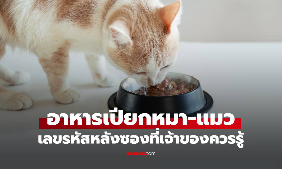 อาหารเปียกแมว ซื้อแบบไหนดี เลขรหัสหลังซองสำคัญมาก บอกความหมายที่เจ้าของควรรู้