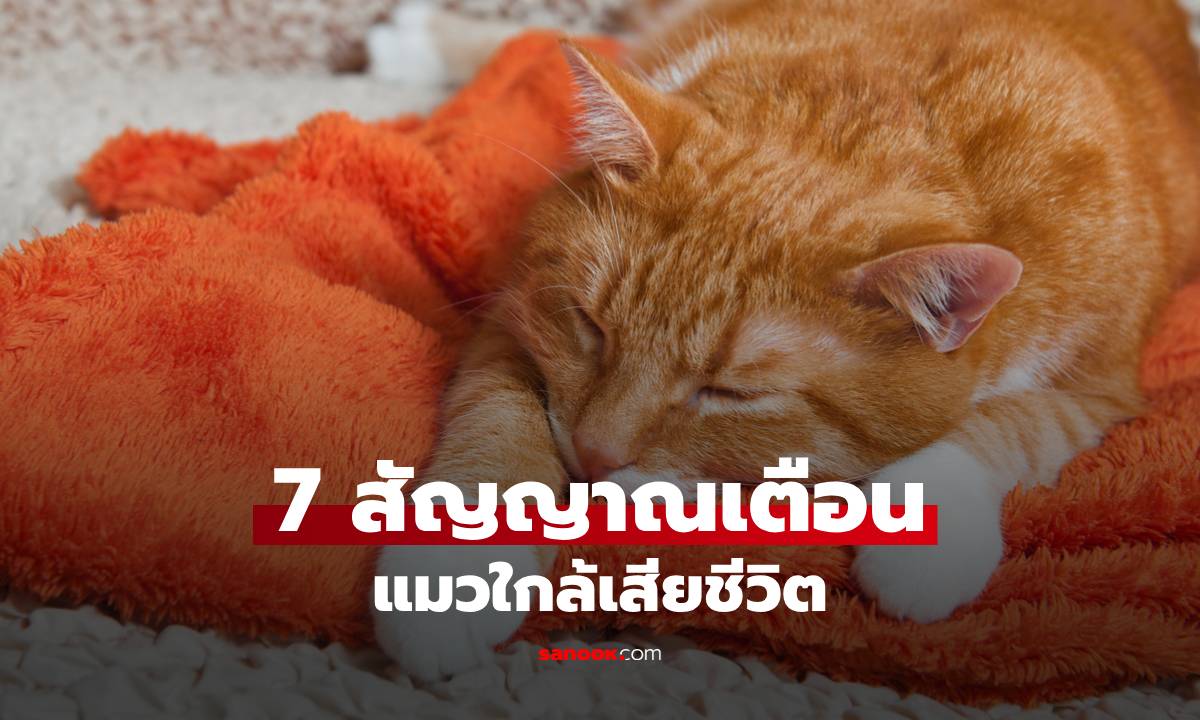 7 สัญญาณเตือน "แมวใกล้เสียชีวิต" และวิธีบอกลาด้วยความรัก