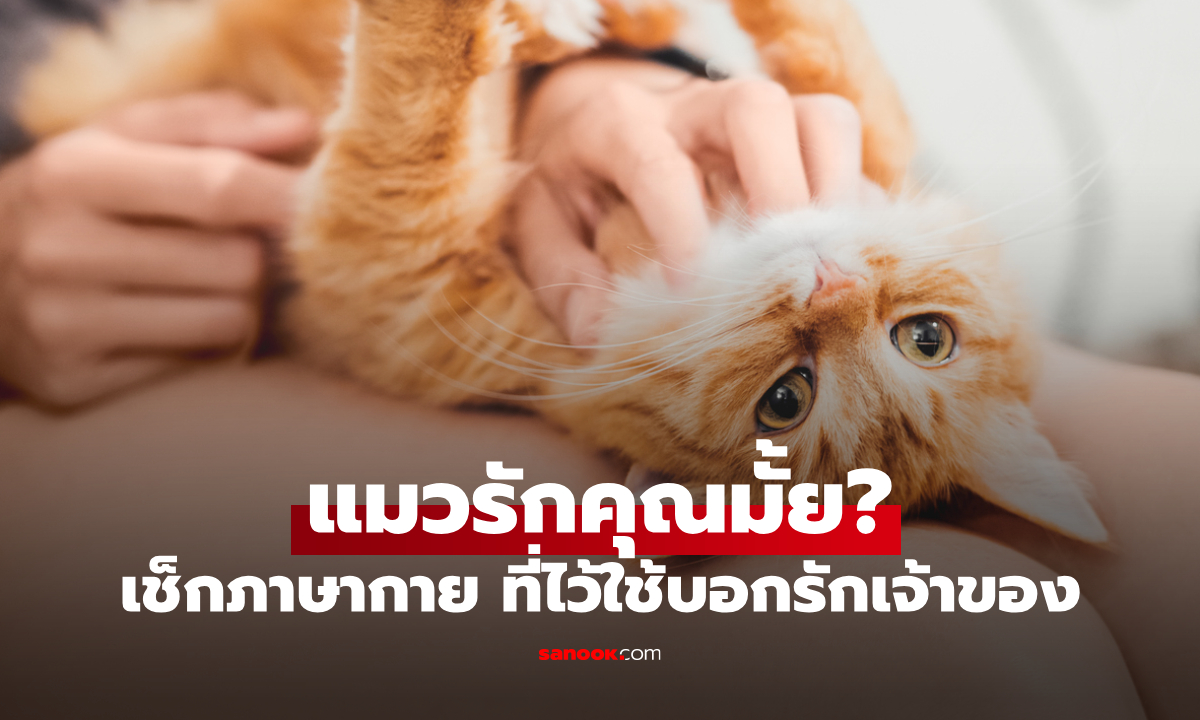 แมวบอกรักยังไง? เช็ก "ภาษากาย" ที่ "แมวใช้บอกรัก" รู้ไว้จะได้ไม่หลอกตัวเอง