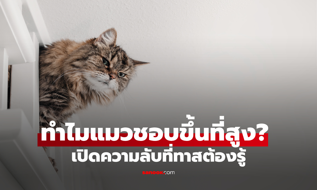 ทำไมแมวชอบขึ้นที่สูง? 4 สัญชาตญาณลับที่ทาสแมวต้องรู้