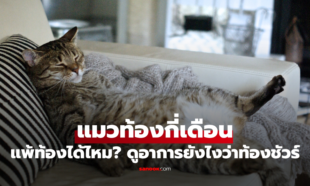 แมวท้องกี่เดือน แพ้ท้องได้ไหม? สังเกตดูยังไงว่าเหมียวท้องชัวร์