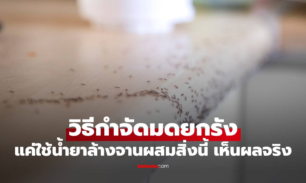 จบปัญหามดขึ้นกับข้าว! "วิธีกำจัดมด" ยกรัง แค่ใช้น้ำยาล้างจานผสมสิ่งนี้ เห็นผลจริง