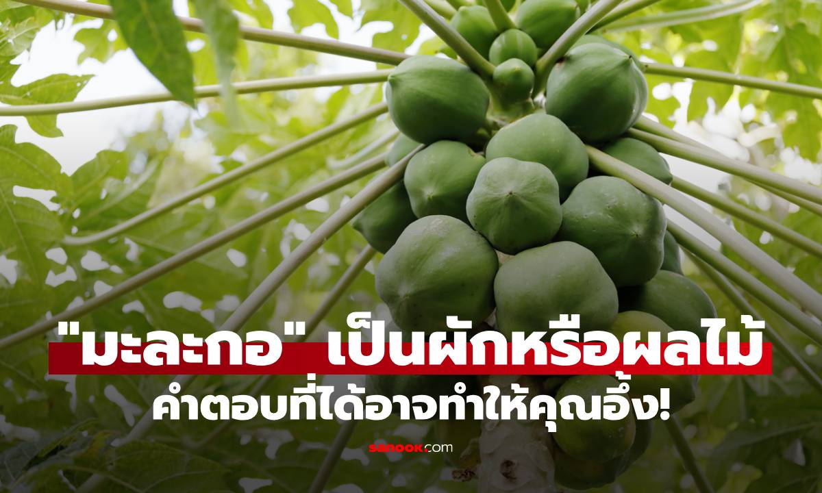 มะละกอเป็นผักหรือผลไม้? คำตอบอาจทำให้คุณอึ้ง!