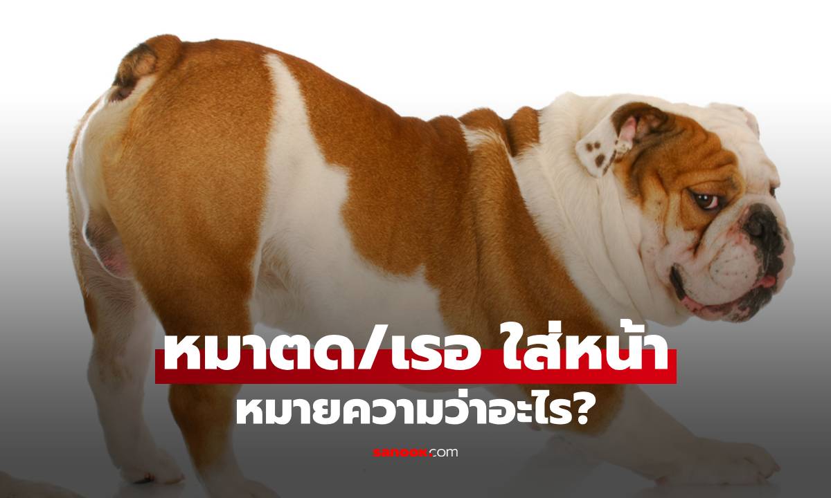 หมาตด/เรอ ใส่หน้า หมายความว่าอะไร? พฤติกรรมกวนๆ กับ 4 สาเหตุที่เจ้าของควรรู้