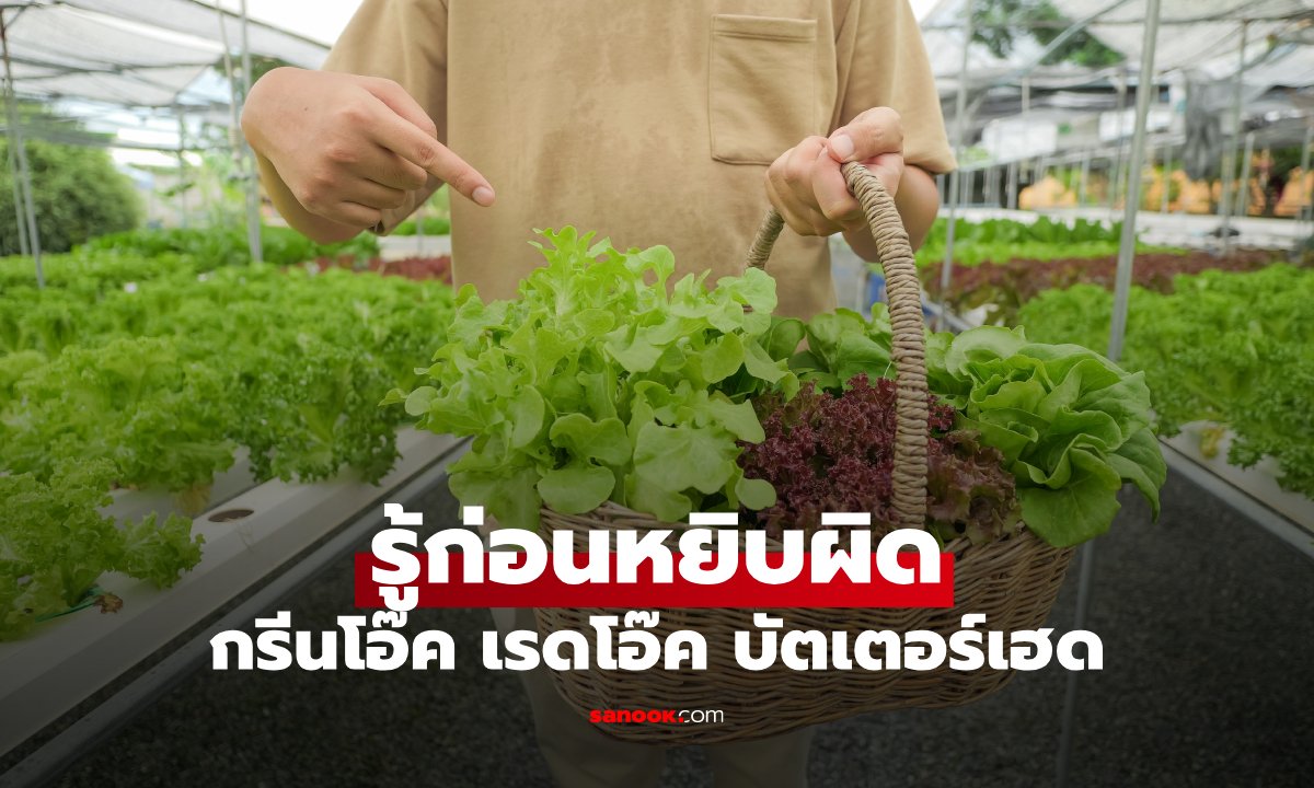 แยกออกใน 1 นาที! กรีนโอ๊ค เรดโอ๊ค บัตเตอร์เฮด ต่างกันอย่างไร? แบบไหนอร่อยสุด