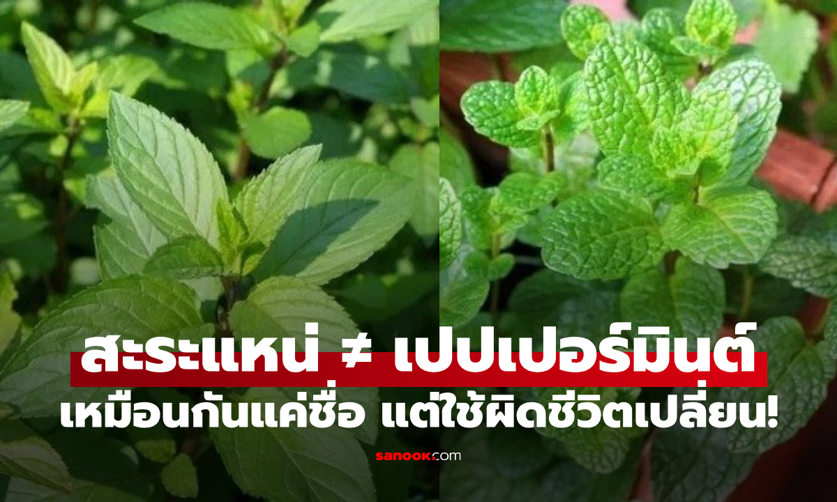 สะระแหน่ กับ เปปเปอร์มินต์ ต่างกันยังไง? รู้ก่อนใช้ หลายคนเข้าใจผิดมาตลอด