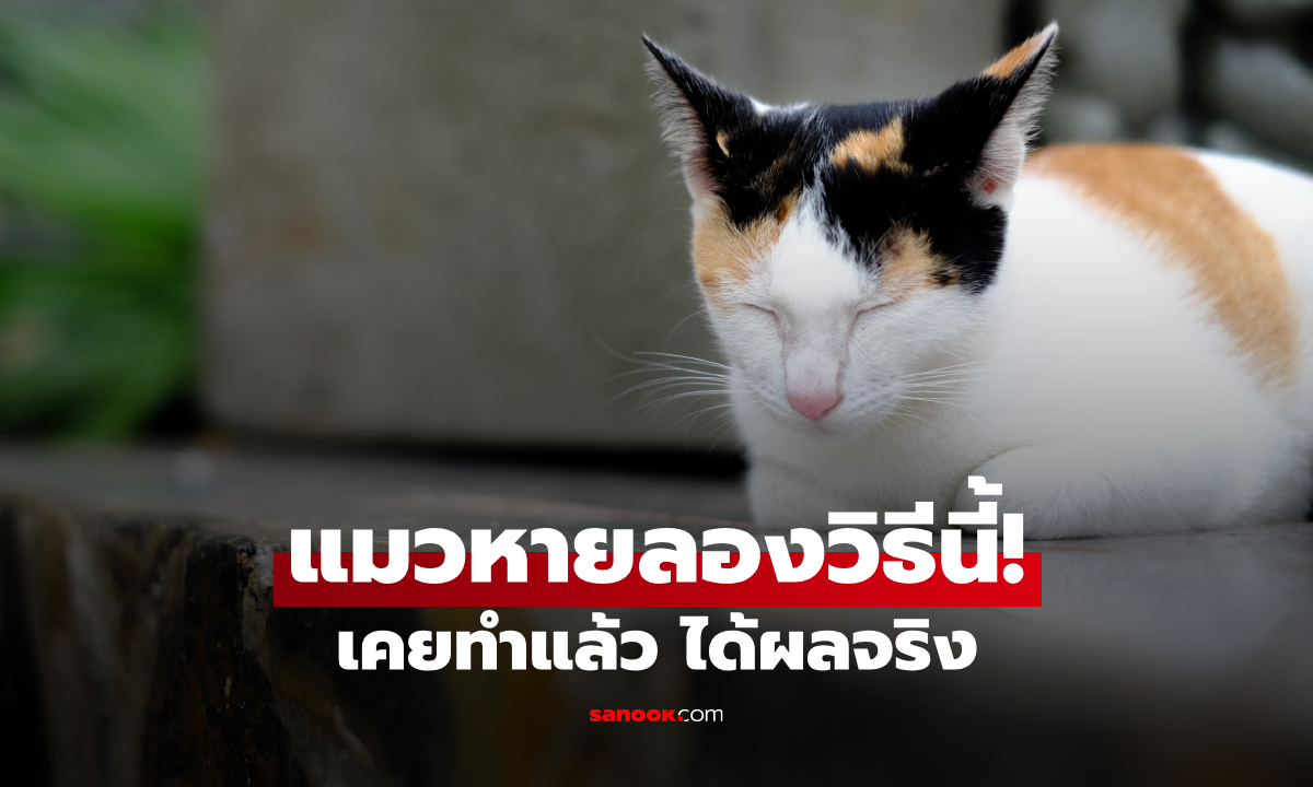 แมวหายอย่าพึ่งหมดหวัง! วิธีที่คนเลี้ยงแมว ยืนยันว่า ได้ผลจริง