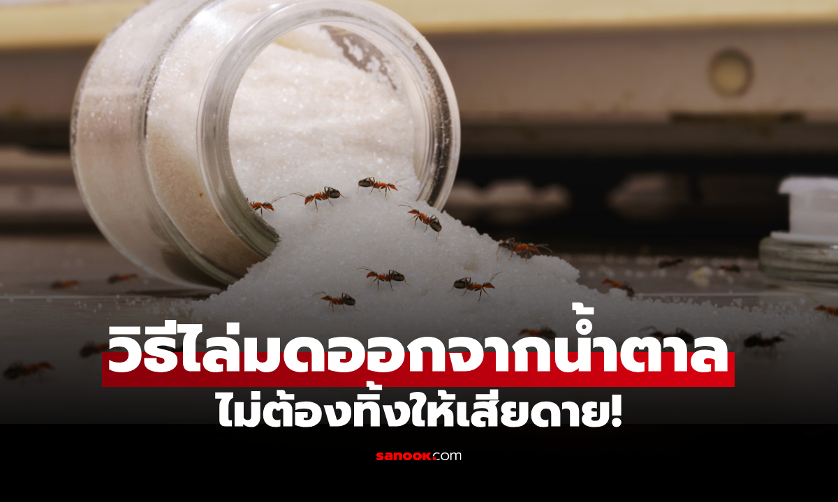 วิธีไล่มดออกจากน้ำตาล แบบง่าย ๆ ไม่ต้องทิ้งให้เสียของ