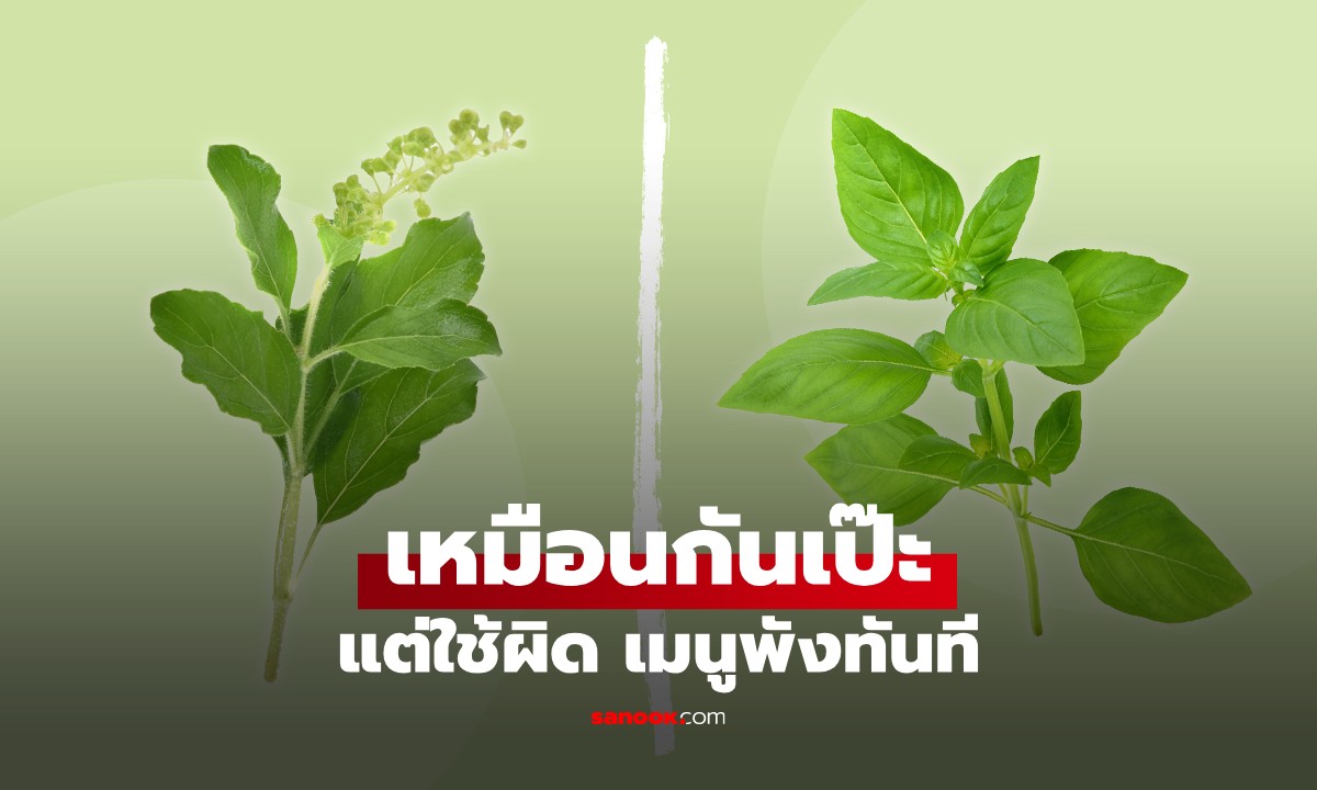 ใบกะเพรา vs ใบโหระพา ต่างกันยังไง? หลายคนใช้สลับโดยไม่รู้ตัว