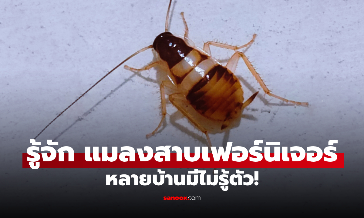 วิธีกำจัด "แมลงสาบเฟอร์นิเจอร์" ตัวเล็ก ซ่อนเก่ง หลายบ้านมีแต่ไม่รู้ตัว!