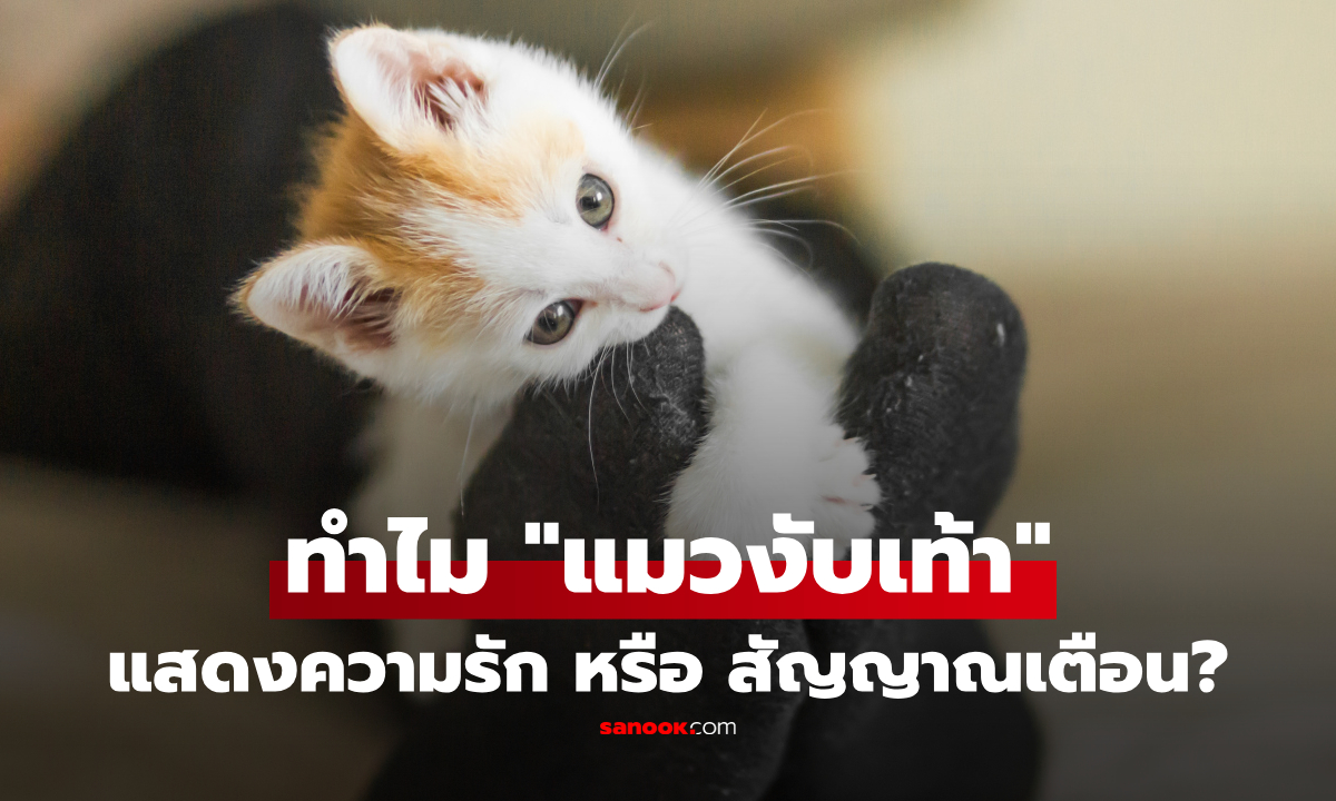 จู่ๆ แมวก็กระโดดงับเท้า? เปิด 3 สาเหตุยอดฮิตที่ทาสแมวต้องรู้ พร้อมวิธีรับมือ!