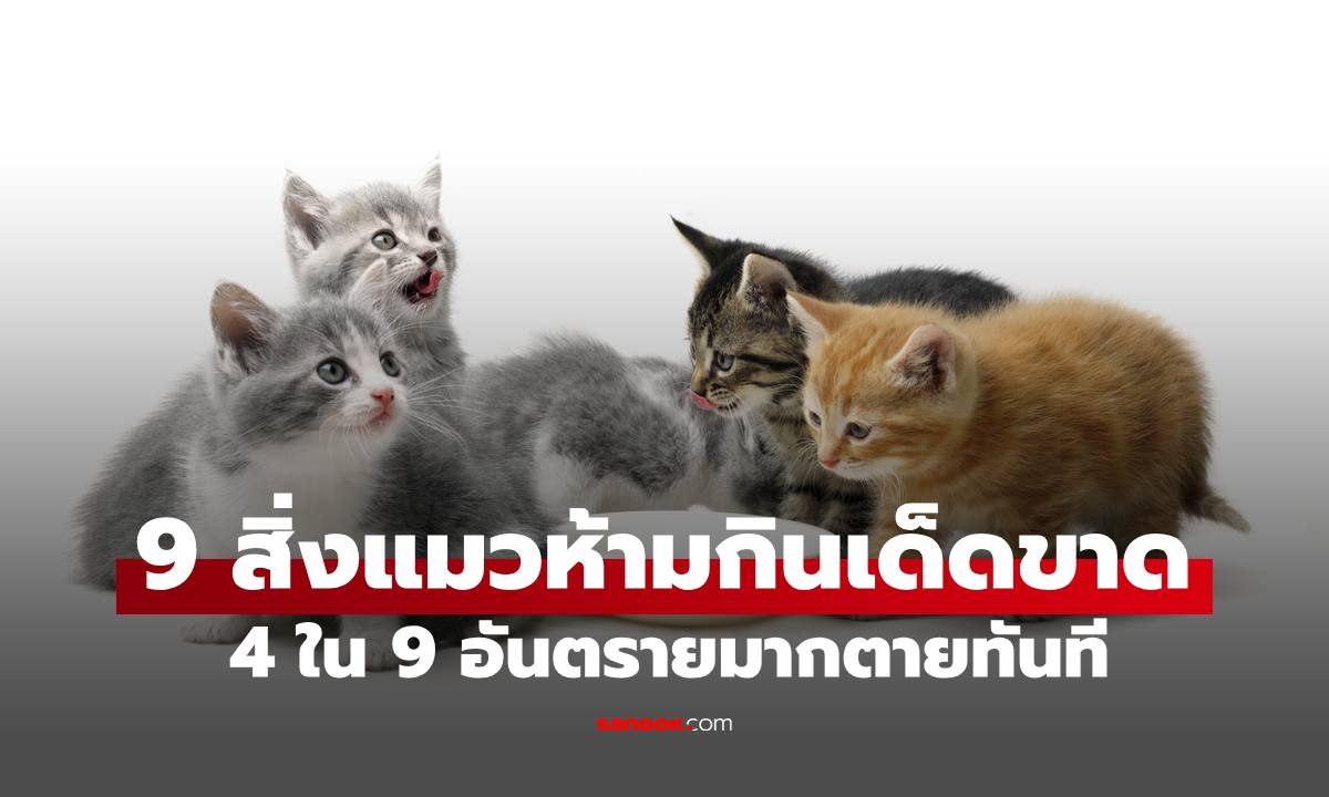 9 สิ่งที่แมวห้ามกินเด็ดขาด ทาสแมวทุกคนต้องรู้ 4 ใน 9 อันตรายตายทันที