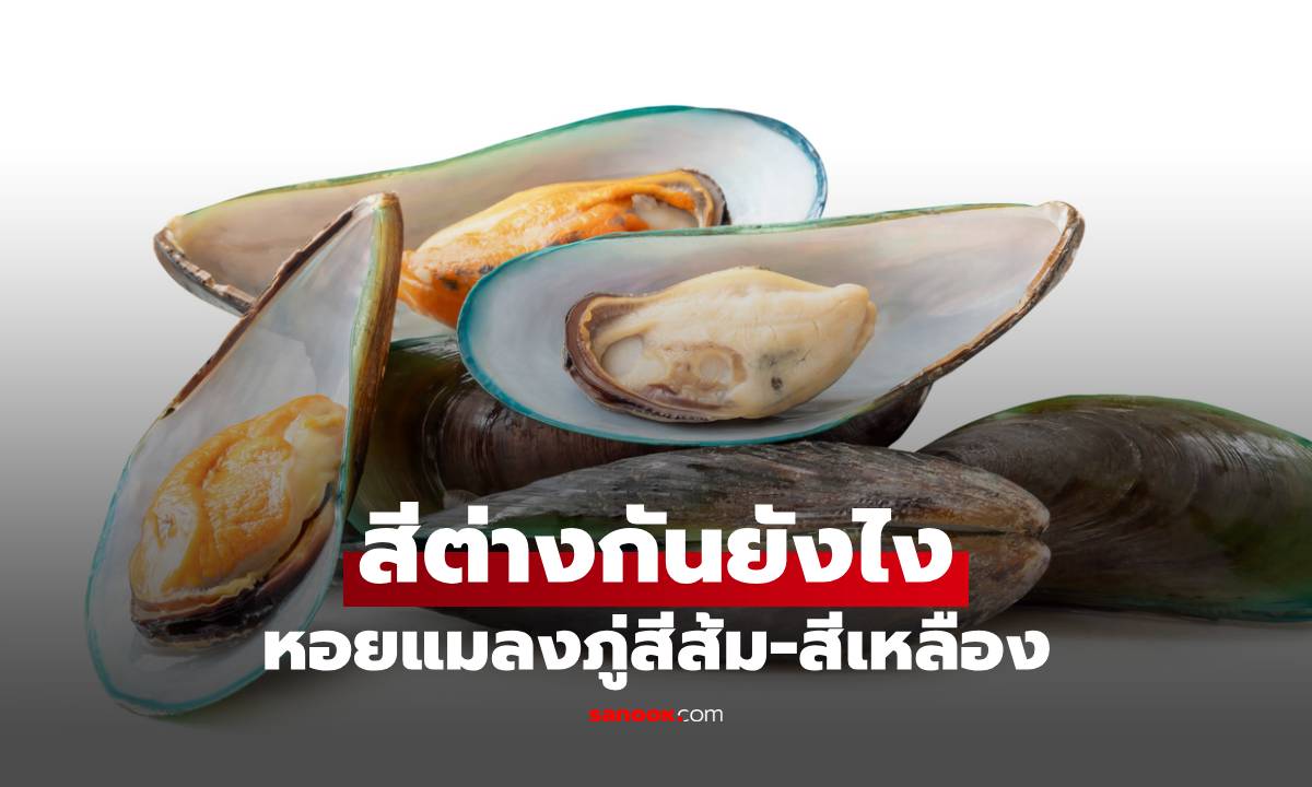 ไขข้อสงสัย! สีของหอยต่างกันยังไง หอยแมลงภู่สีส้ม-สีเหลือง กินแบบไหนดีกว่า
