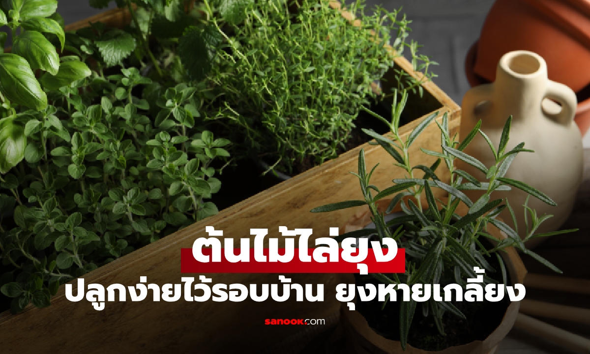 รู้ยัง? 5 ต้นไม้ไล่ยุง ลองปลูกทิ้งไว้รอบบ้านยุงหายเกลี้ยง