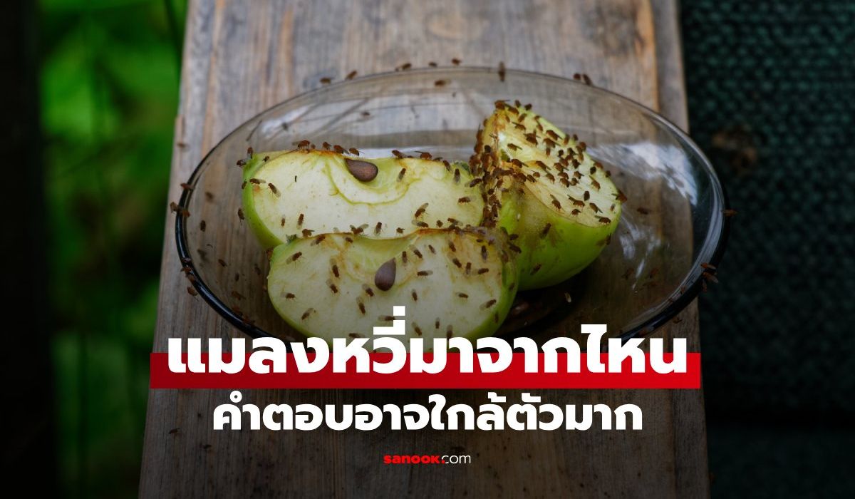 แมลงหวี่มาจากไหน? บางทีไม่ได้มาจากขยะอย่างเดียว หลายบ้านเข้าใจผิดมาตลอด