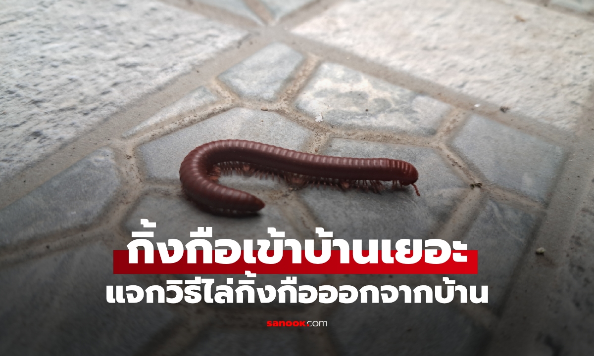 ภาพกิ้งกือเยอะผิดปกติ! ทำไมกิ้งกือถึงเข้าบ้าน พร้อมวิธีไล่ให้หายขาด