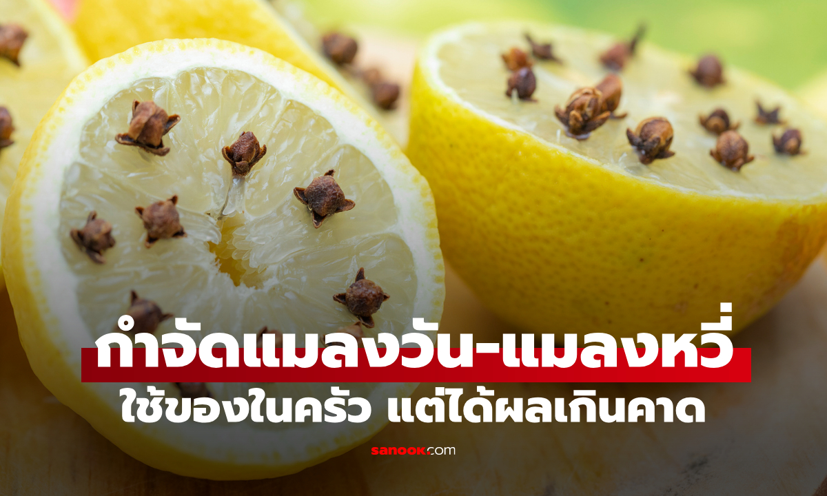 วิธีกำจัด แมลงวัน-แมลงหวี่ แบบธรรมชาติ ใช้ของในครัวแต่ได้ผลเกินคาด
