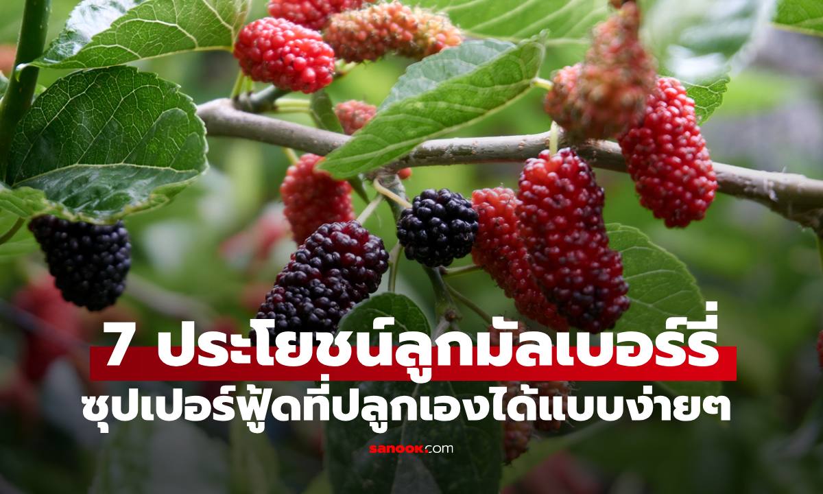 "7 ประโยชน์ของมัลเบอร์รี" ซุปเปอร์ฟู้ดที่ปลูกเองได้ แม้พื้นที่จำกัด
