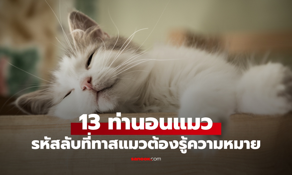 13 ท่านอนของ "แมว" บอกความหมายอะไรได้บ้าง รหัสลับที่ทาสแมวต้องรู้