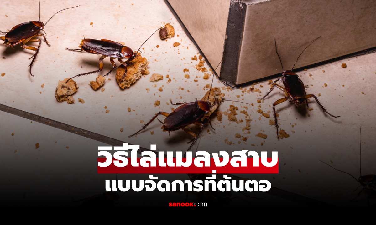 จัดการที่ต้นตอ! 5 วิธี "ไล่แมลงสาบ" ออกจากครัว ลดปัญหากลับมาซ้ำ