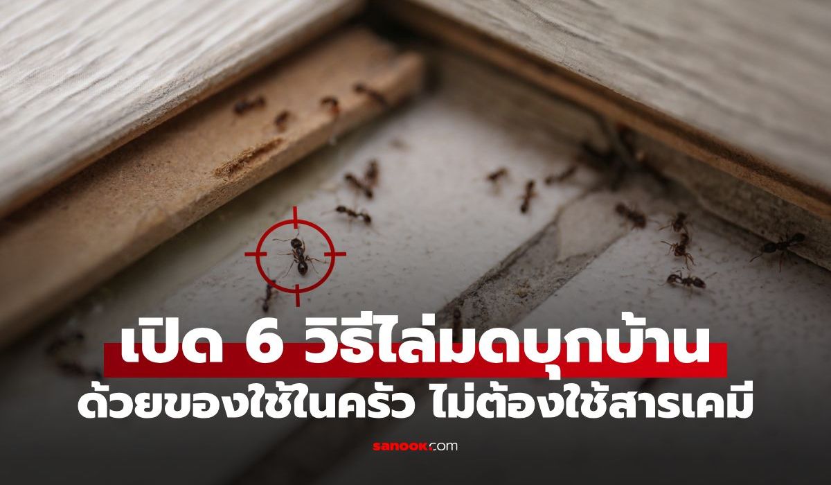 บอกลาสารเคมี! เปิด 6 วิธีไล่มดบุกบ้าน ด้วยของใช้ในครัว ปลอดภัยต่อเด็กและสัตว์เลี้ยง