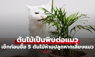 อย่าเพิ่งซื้อถ้าเลี้ยงแมว! เช็กเลย 5 ต้นไม้ฟอกอากาศที่เป็นพิษต่อแมว
