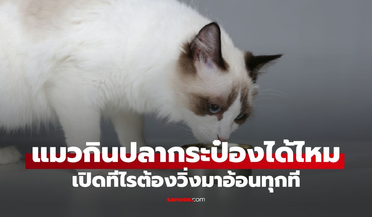เปิดกระป๋องทีไรวิ่งใส่! แมวกินปลากระป๋องคนได้ไหม?