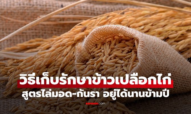 วิธีเก็บรักษาข้าวเปลือกไก่ ไม่ให้มอดขึ้น ไม่ขึ้นรา เก็บได้นานข้ามปี