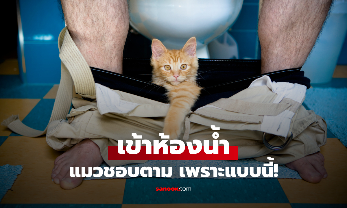 ทำไม "แมว" ชอบตามเจ้าของเข้าห้องน้ำ? เฉลยพฤติกรรมที่ทาสแมวเจอทุกบ้าน