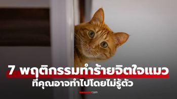 ทาสจ๋าเค้าเสียใจ! 7 พฤติกรรม "ทำร้ายจิตใจแมว" ที่คุณอาจทำไปโดยไม่รู้ตัว