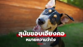 ทำไมสุนัข ชอบเอียงคอเวลาฟังเราพูด เปิด 4 เหตุผลสุดอัศจรรย์