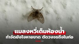 ฉีดสเปรย์ก็ไม่หาย! วิธีกำจัดแมลงหวี่ในห้องน้ำ หายขาด ตัดวงจร